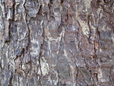 Tree Bark Close Up Texture photo