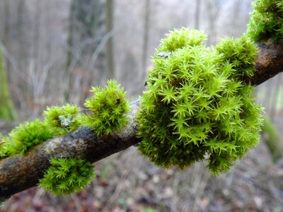 Moss colony branch forest moss