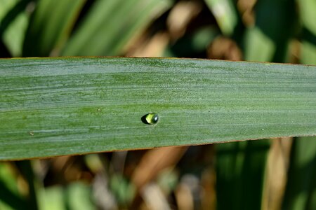 Details dew green grass