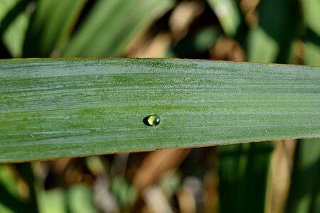 Details dew green grass photo