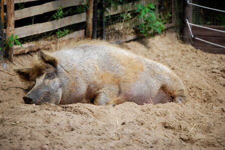 Sleep rest farm