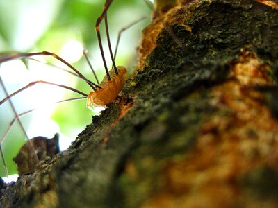 Arachnid wildlife macro photo