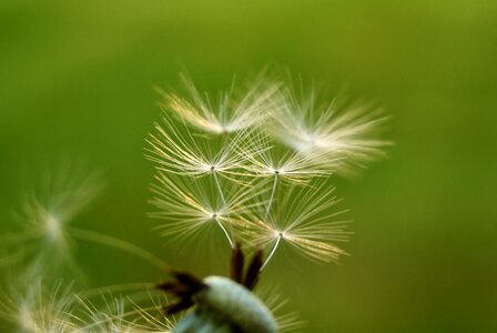 Seed flight macro