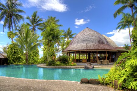Palm pool tree