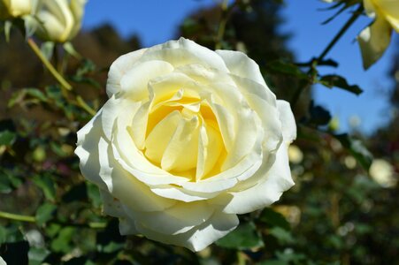 Romance floral love