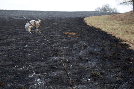 Prescribed burn at NCTC-3