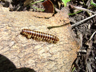 Bug centipede tree