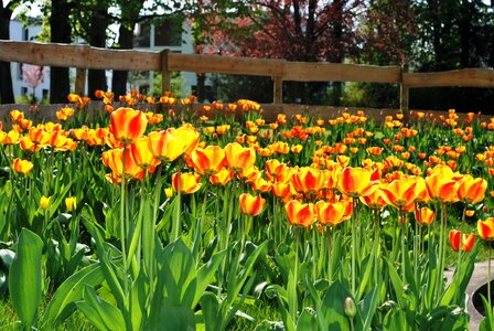 Tulips spring bloom