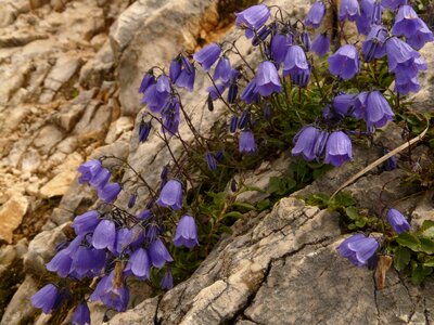 Purple campanula cochleariifolia bluebells