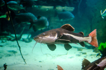 Red Tailed Catfish swimming in water -- Phractocephalus hemioliopterus photo