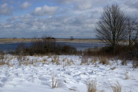 Snow covering a wetland area
