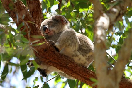 Ashen koala beutelsaeugertier nature photo