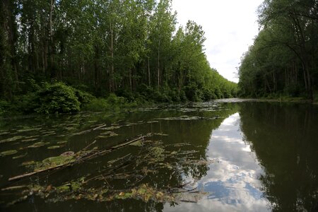 Natural Habitat swamp wetland photo