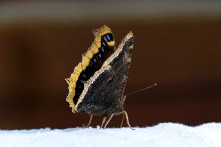Collection monarch moth