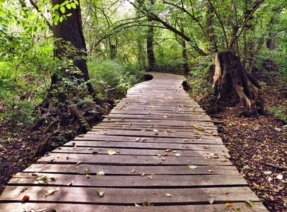 Plank road nature reserve autumn photo