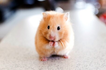 Animal beautiful photo fur