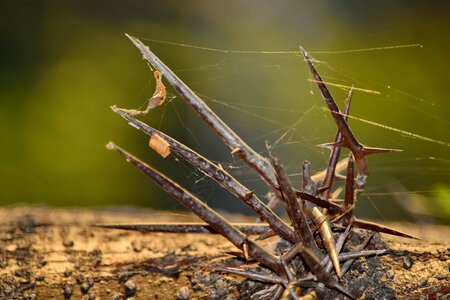 Detail spider web thorn