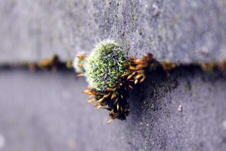 Green autumn stone photo