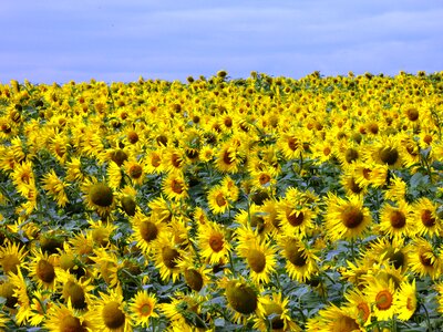 Sunflower wind sunflower field photo