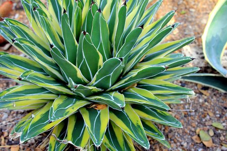 Cactus desert plant flora photo