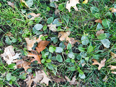 Leaves on Grass photo