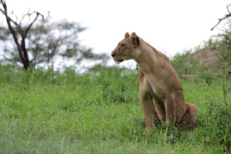 Tarangire lion wild animal