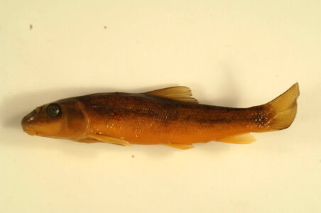 Catostomus commersonii-1