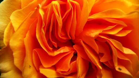 Macro close up golden