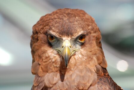 Beak eyes falconry