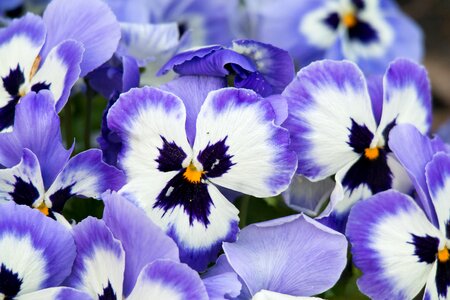 Violet spring blütenmeer