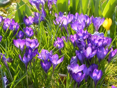 Violet blue bloom photo