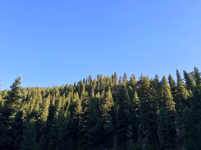 Treeline