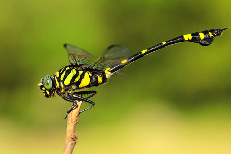Dragonfly Resting on a Twig photo