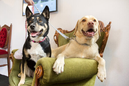 Two Dogs on the Green Couch photo