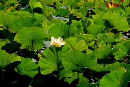 Aquatic beautiful beautiful flowers