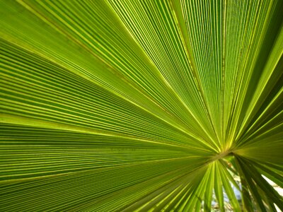 Palm fronds close up plant photo