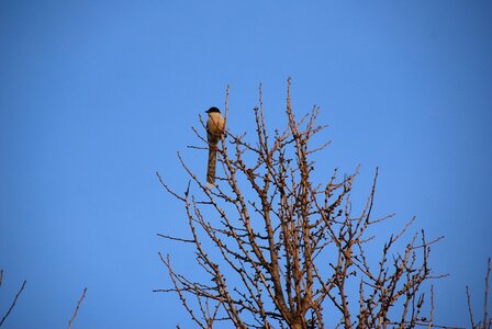 Bird lonely blue sky