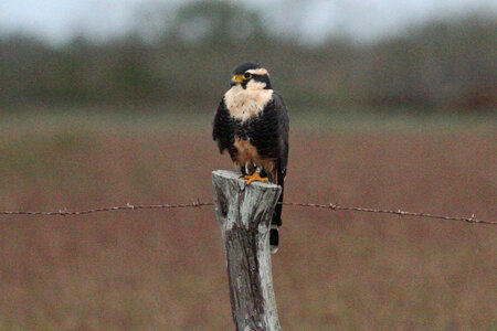 Northern Aplomado Falcon-1 photo