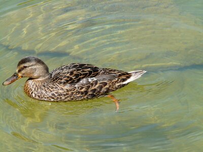 Ducks animal swim photo