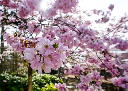 Cherry blossoms, Keukenhof. photo