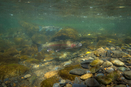 Rainbow trout-1 photo