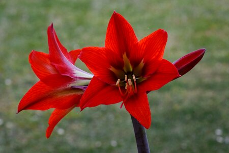 Amaryllis petals pistil