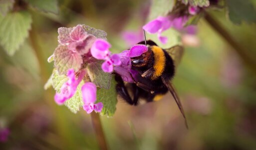 Animal arthropod beautiful flowers