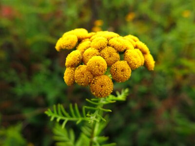 Tansy nature blossom