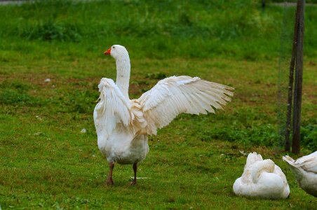Plumage animal domestic goose