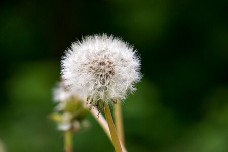 Multiplication reproduction spring