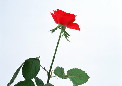 beautiful red rose photo