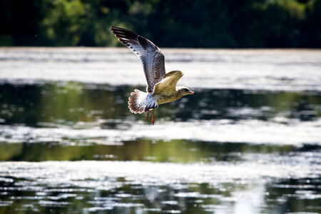 Flying Seagull over water photo