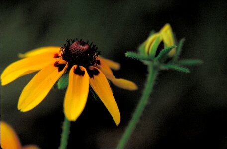 Echinacea Heliantheae leaf 