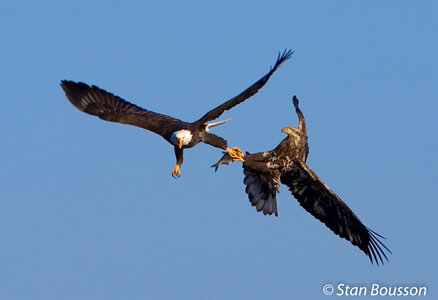 Stealing a fish from another Bald eagle
